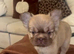 FLUFFY FRENCH BULLDOG - FOREVER HOME WANTED