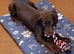 7 month female worker cocker spaniel needs new home