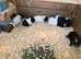 8wk old baby female guinea pigs