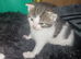 kittens needing homes