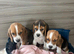 Beagle puppys