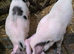 GOS Weaners available