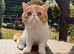 Gorgeous Male Kitten