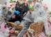 Maine coon ragdoll kittens full of fun ready now