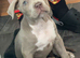 13 weeks old female