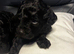 Cute cavapoos