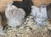 Lavender Pekin bantams for sale