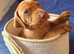 KC Registered Hungarian Vizsla Puppies