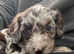 Cockapoo puppies. Super cute. Various colours