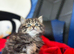 Persian x tabby female kitten