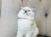Ragdoll kittens - pure breed- ready to go!!!