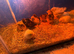 3 day old chicks