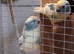 pied cream blue kakariki pair