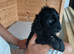 Beautiful cockapoo puppies F1