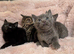 russian blue mix