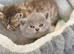 Persian x BSH kittens ready now