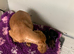 Cocker Spaniel Puppies