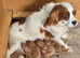 Beautiful health checked Cavapoo Puppies