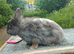 Blue and white lionhead female