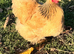 Fertile hatching eggs