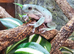 Trio of white tree frogs