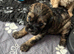 Cavapoo health tested parents