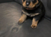 STUNNING LARGE ROTTWEILER PUPPIES - 6 GIRLS & 5 BOYS
