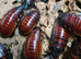 10 X Madagascar Hissing Cockroach (Large) &pound;25 + &pound;6 Delivery