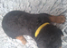 Gorgeous Airedale Litter!