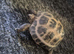 Russian horsenfield tortoise
