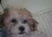 Bichon havaneze