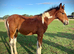 Smart Sports Horse Colt to make 16hh+