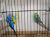 Budgies for sale