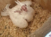 Stunning White Albino Cockatiel Baby