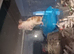 I have 3 Syrian hamster for sale