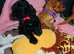 Stunning cocker spaniel puppies