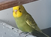 3 baby budgies 8/10 weeks old