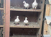 Pigeon breeding boxes