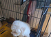 Maltipoo pups awaiting for new home.