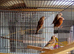 Goldfinch mules for sale males and females