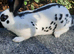 English spot rabbits