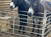 Donkey pair