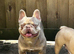 Good home wanted newshade isabella tan kc reg dna tested fab sweet boy