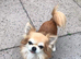 Cream and white long haired chihuahua boy