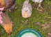 Cream legbar pullets