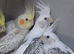 Young budgies