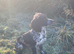 Working cocker spaniel puppies