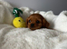 Cavalier King Charles (male)