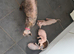Beautiful sphynx kittens