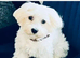 Maltese X puppies